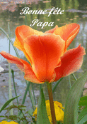 Tulipe &eacute;clatante pour une f&ecirc;te des p&egrave;res